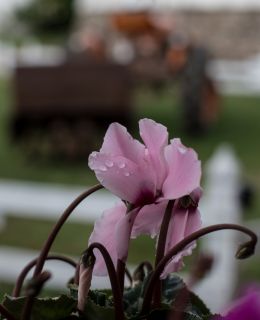 Cyclamen