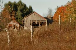 Autumn Fences