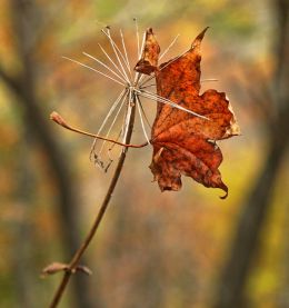 Warm Autumn Hues