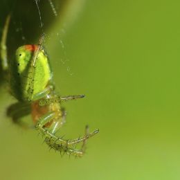 Greencrabspider