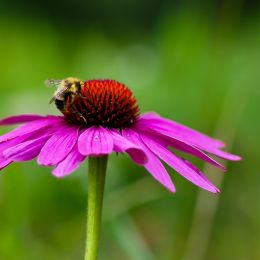 BeeonaCornflower