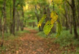 The Empty Path Beyond