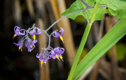 Solanum dulcamara