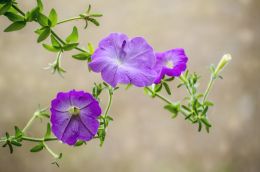 Petunias