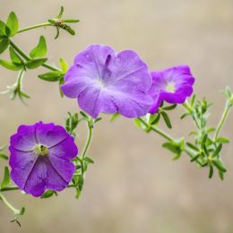 Petunias