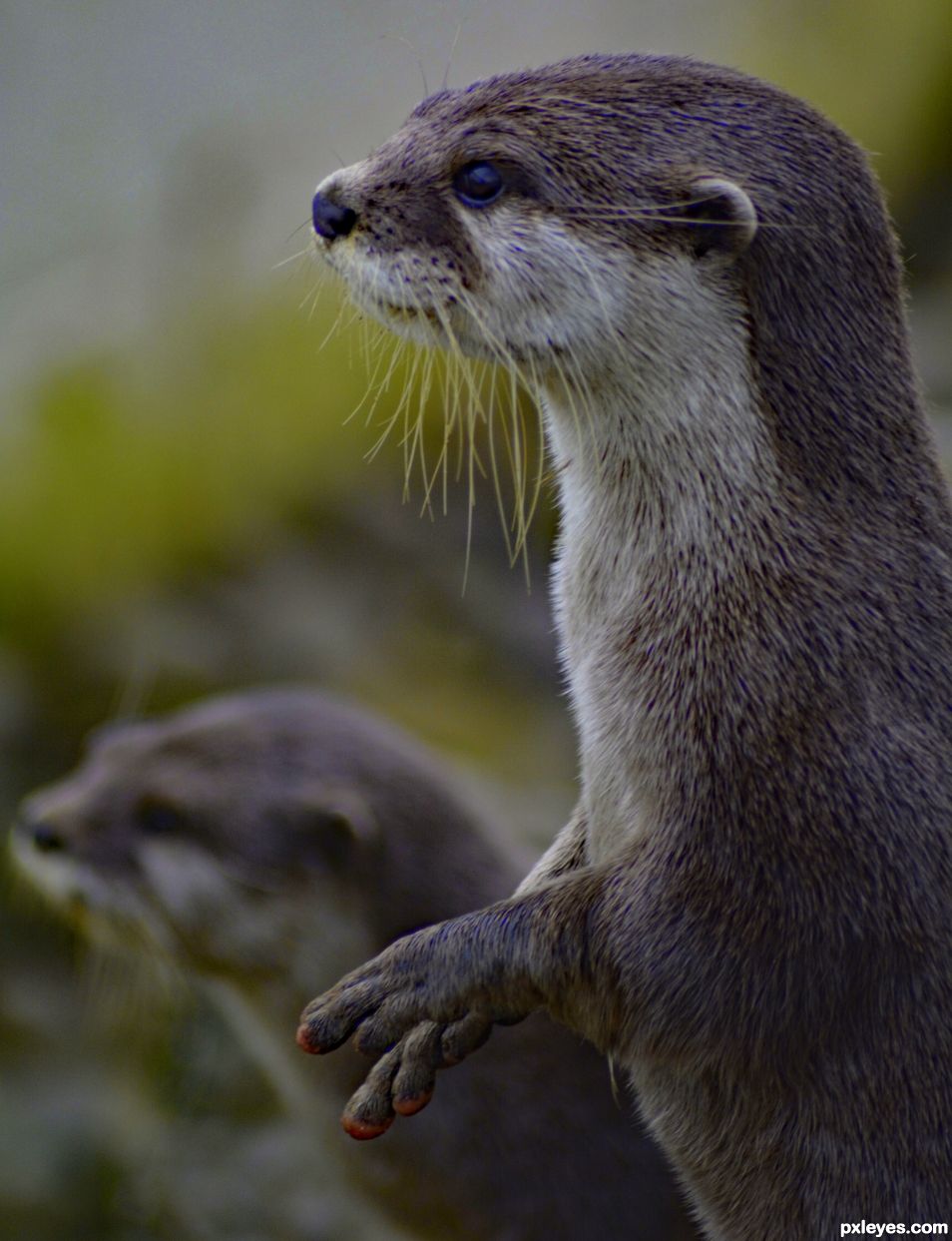 Otters