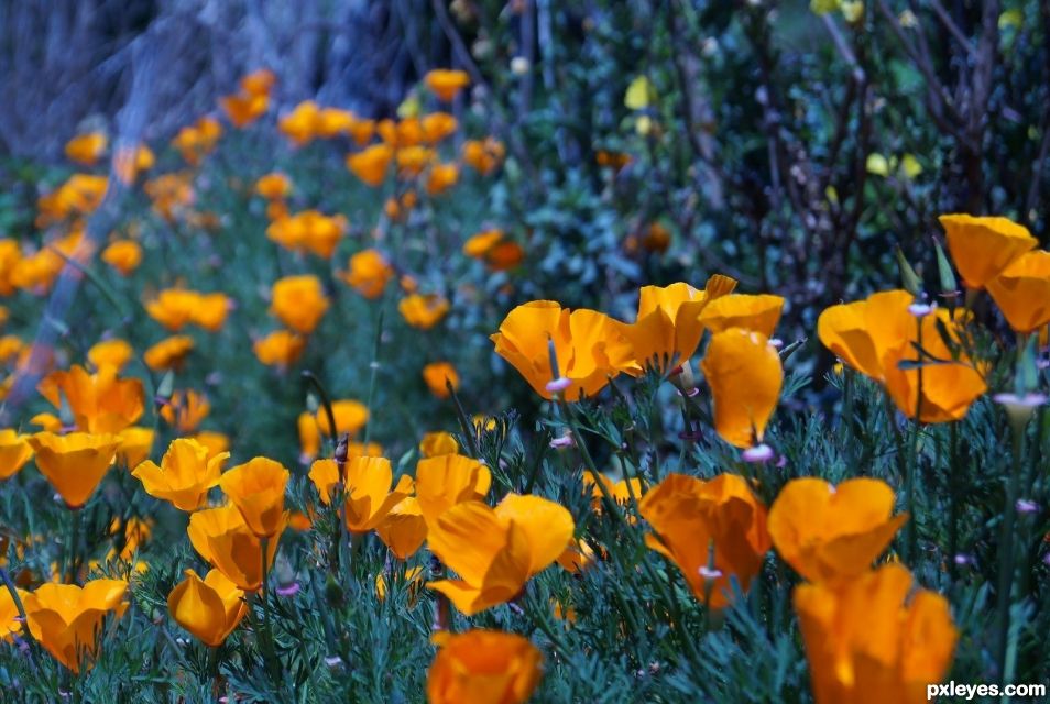 California poppies