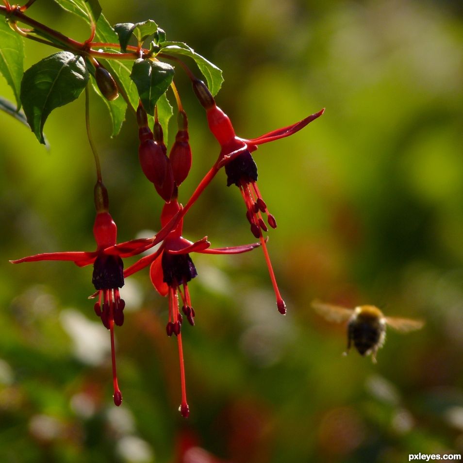 Fuchsias and bee