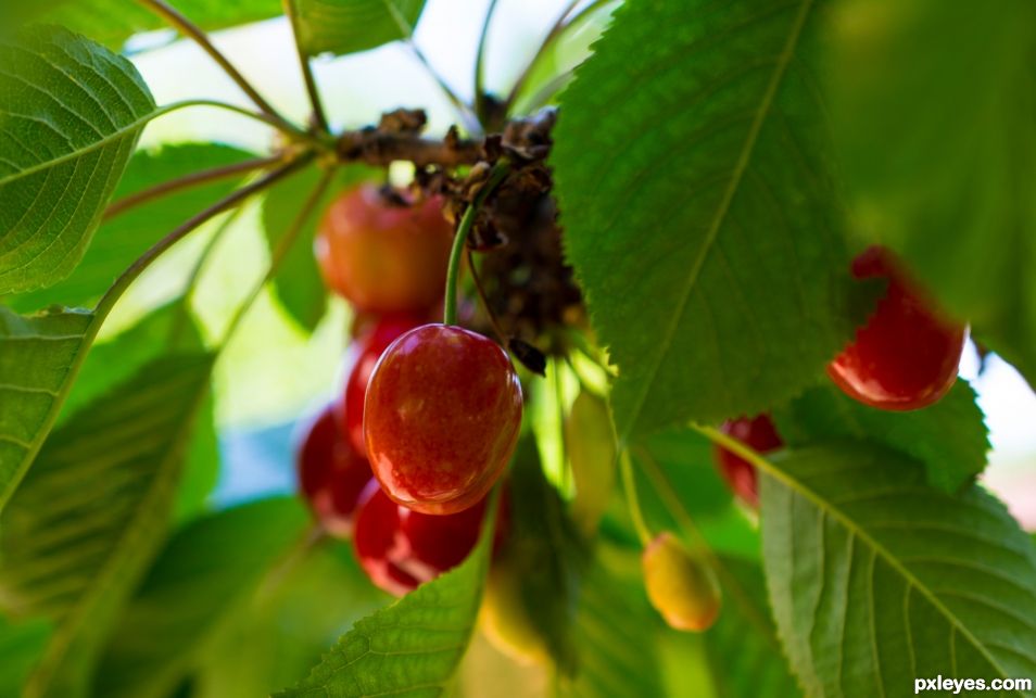 Cherries