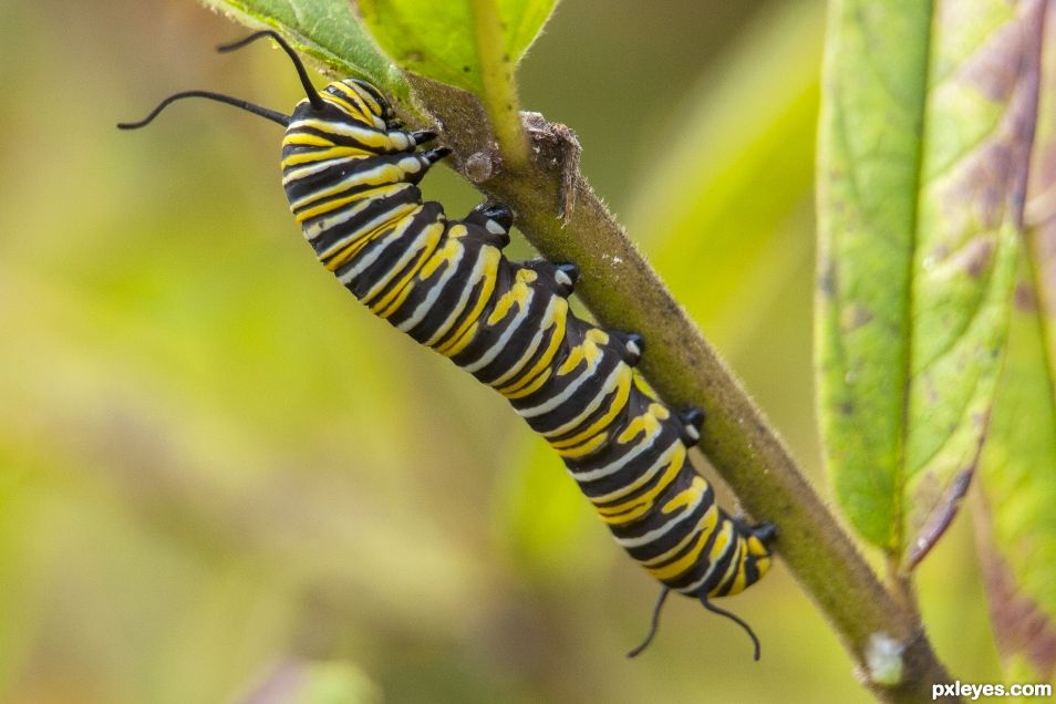 Caterpillar