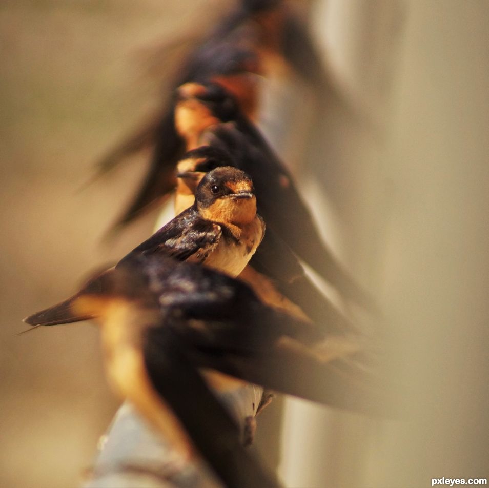 Cliff Swallow