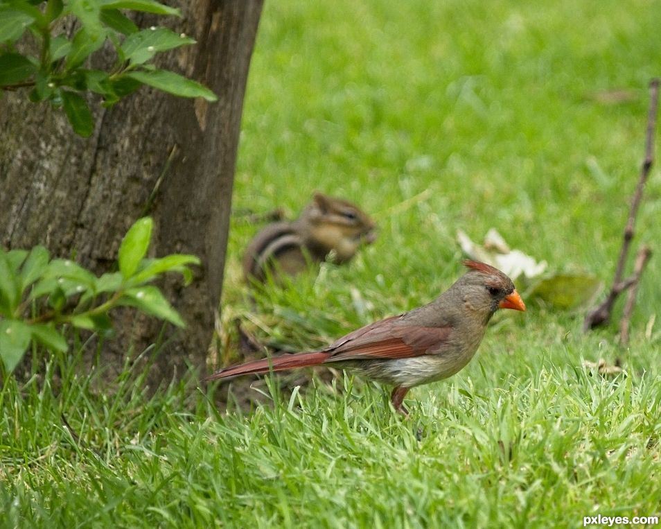 Cardinal