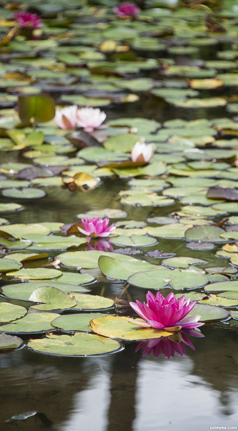 Water lilies