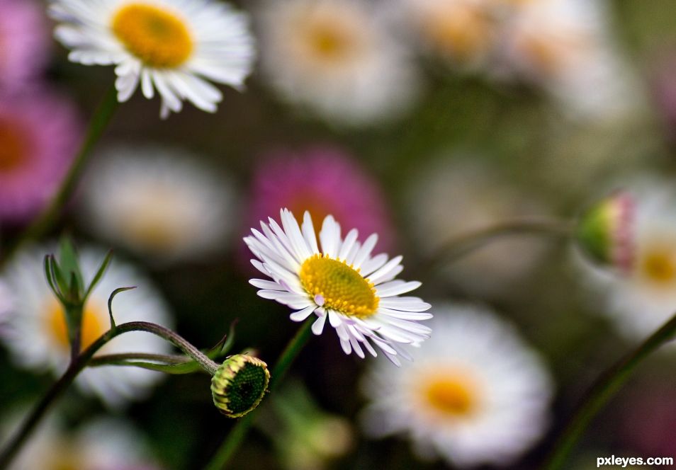 Mexican daisy