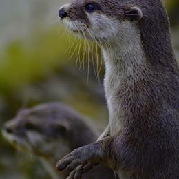 Otters