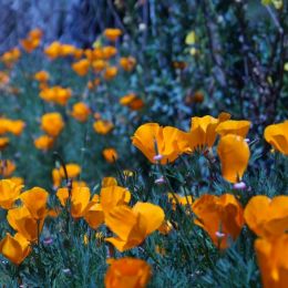 Californiapoppies