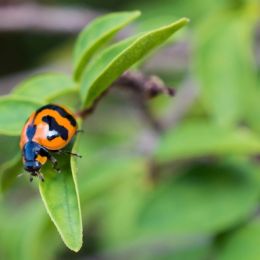 Ladybug