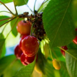 Cherries