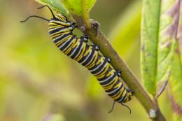 Caterpillar