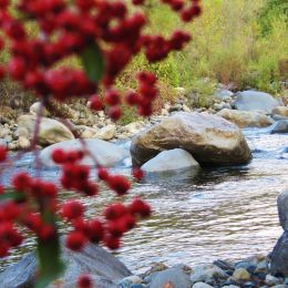 RussianRiver