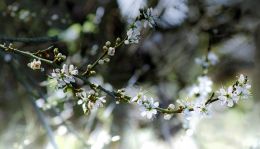 Apple blossom
