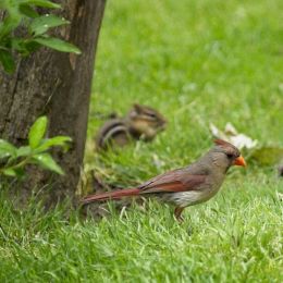 Cardinal