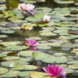 Waterlilies