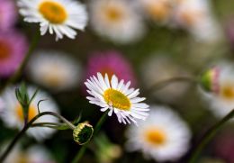 Mexican daisy