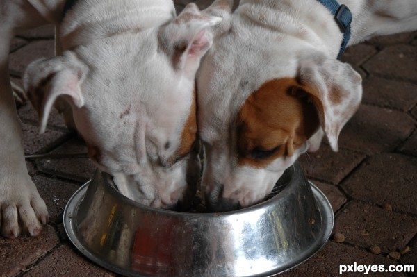 2 heads, 1 bowl