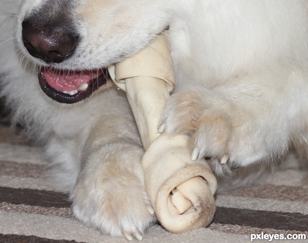 Holding his own chew stick