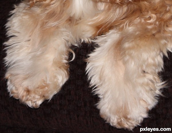 Spaniel Paws