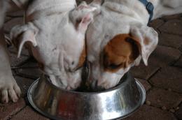 2 heads, 1 bowl