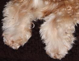 Spaniel Paws