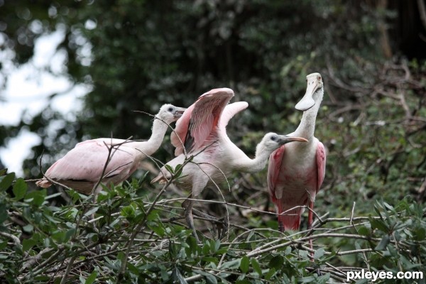 Spoonbill Feeding Time