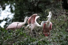 Spoonbill Feeding Time