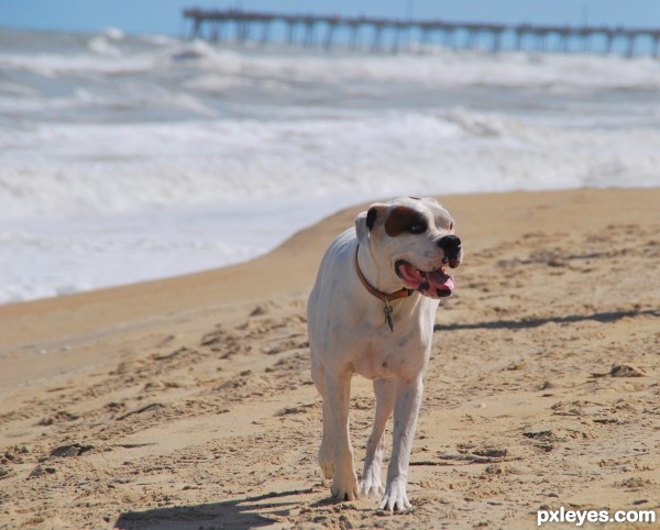 Beach Dog