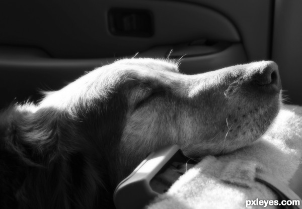 Content in his backseat travels