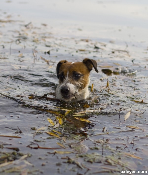 Great frog hunter