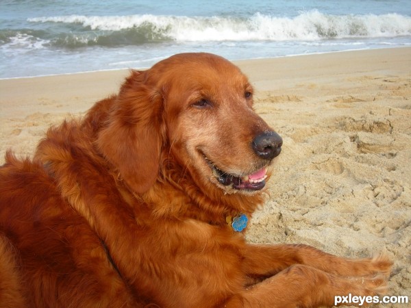 Sandy Paws