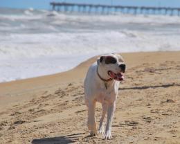 BeachDog