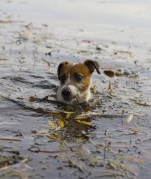 Great frog hunter