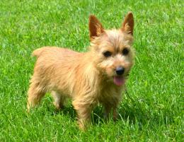 terrier