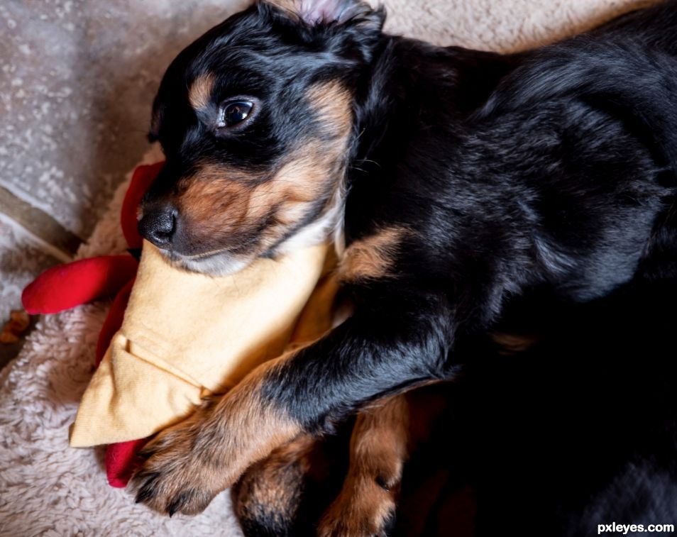 Ollie and his cuddly toy