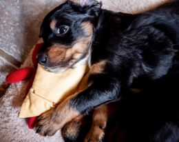 Ollie and his cuddly toy