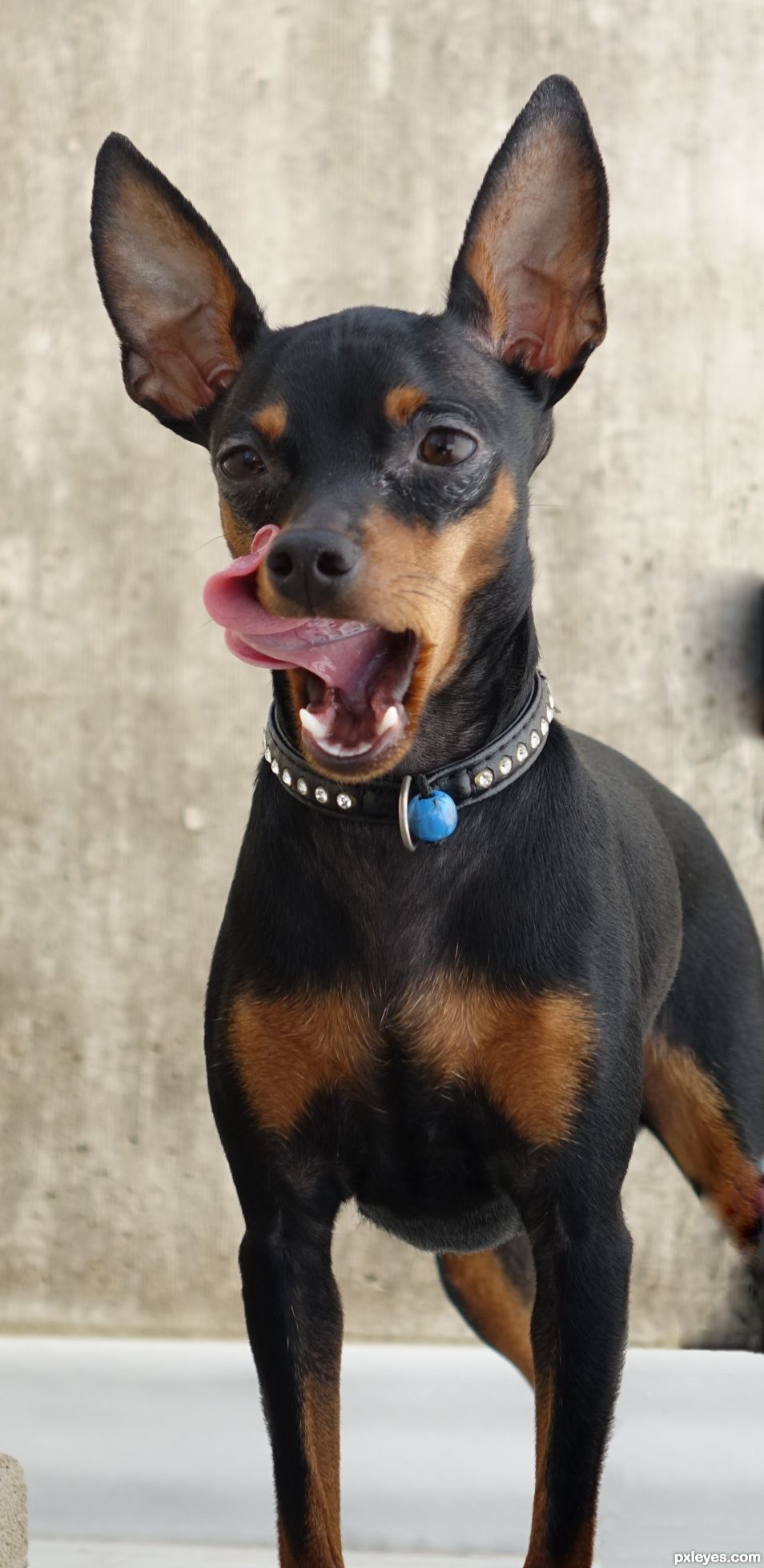 tongue dog