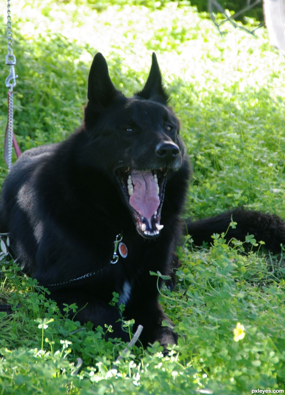 Black yawning