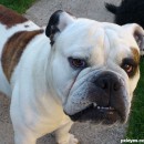 dogs 3 photography contest