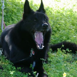 Blackyawning