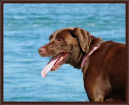 Hershey By The Sea