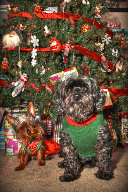 Tilly and Mason Wishing you all a Merry Christmas